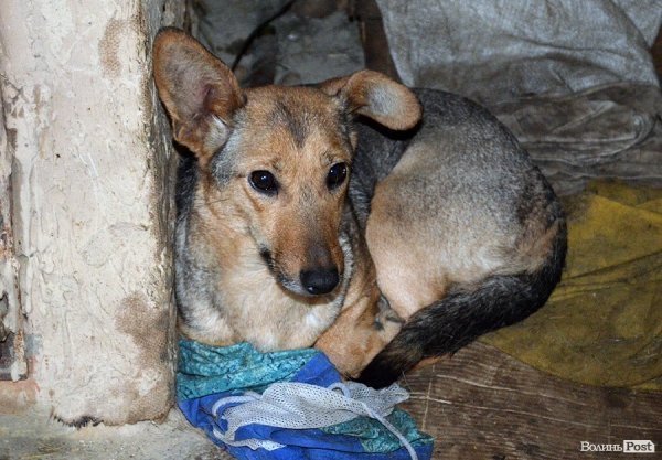 Собачий притулок у Луцьку пережив важку зиму. ФОТО
