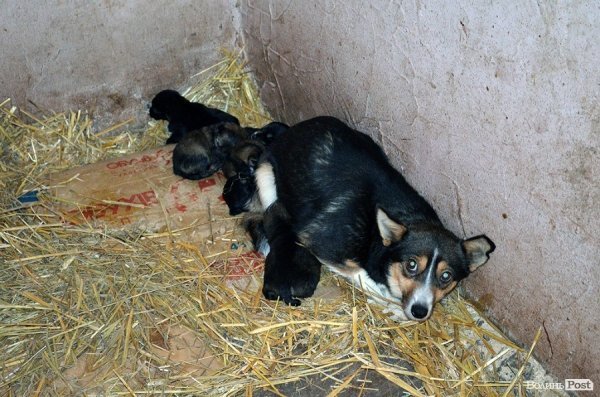 Собачий притулок у Луцьку пережив важку зиму. ФОТО
