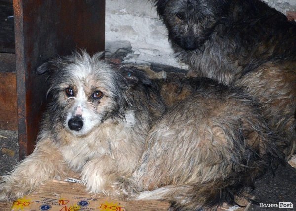 Собачий притулок у Луцьку пережив важку зиму. ФОТО