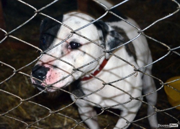 Собачий притулок у Луцьку пережив важку зиму. ФОТО