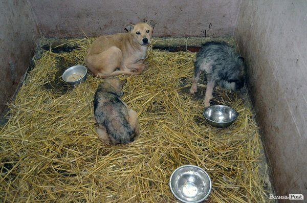 Собачий притулок у Луцьку пережив важку зиму. ФОТО