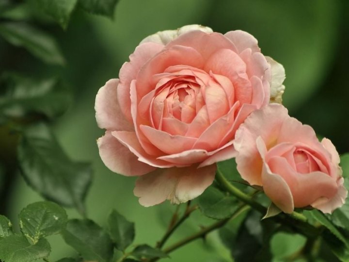 Як врятувати троянди від морозів: поради, які допоможуть пережити навіть найхолоднішу зиму