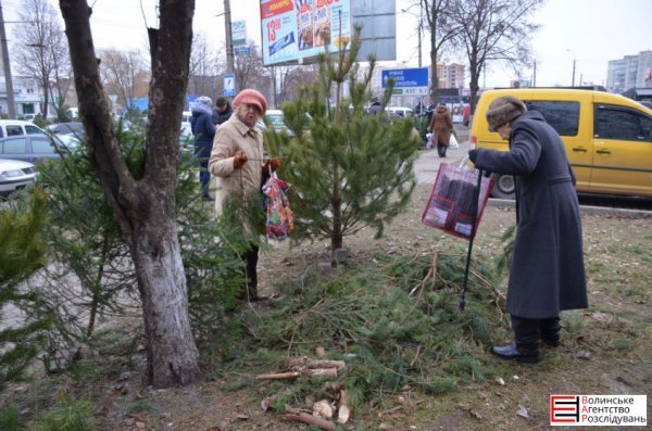 Ялинковий бізнес по-луцьки: ціни, дозволи, чіпи
