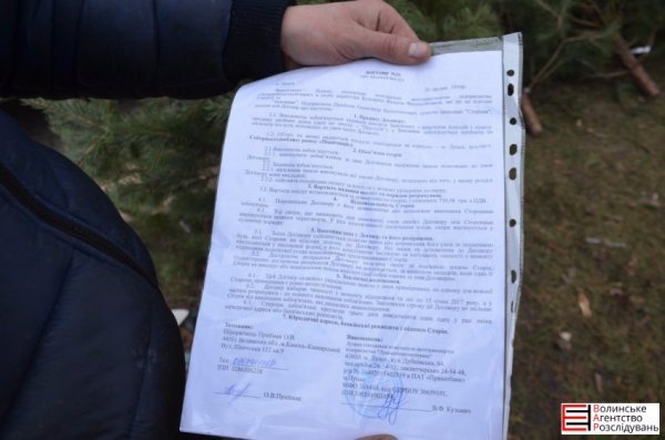 Ялинковий бізнес по-луцьки: ціни, дозволи, чіпи