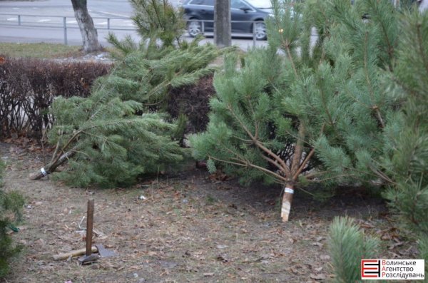 Ялинковий бізнес по-луцьки: ціни, дозволи, чіпи