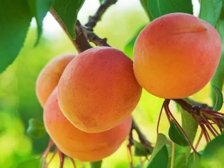 На Волині через заморозки прогнозують дефіцит абрикосів