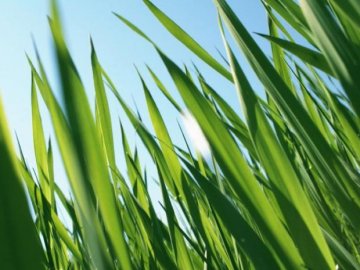 Як не стати жертвою кліща: прості і корисні поради