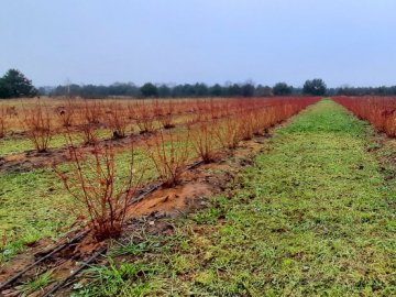 Невідомі обікрали плантацію лохини учасника АТО з Волині