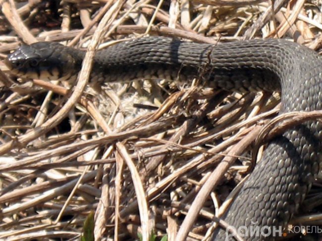 Закинуту ділянку у центрі Ковеля окупували вужі. ФОТО