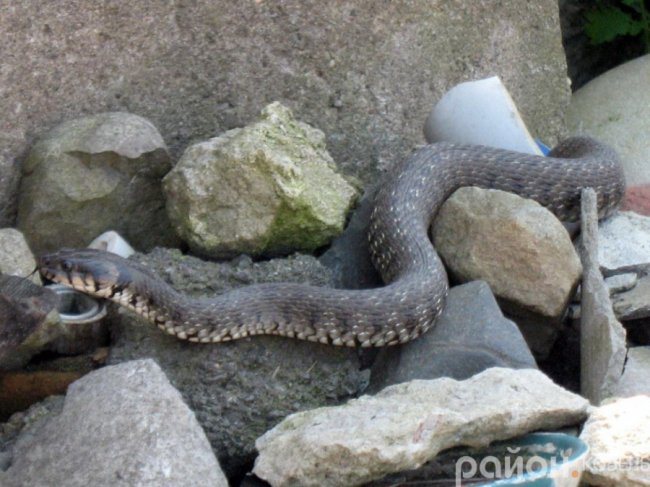 Закинуту ділянку у центрі Ковеля окупували вужі. ФОТО