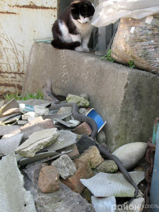 Закинуту ділянку у центрі Ковеля окупували вужі. ФОТО