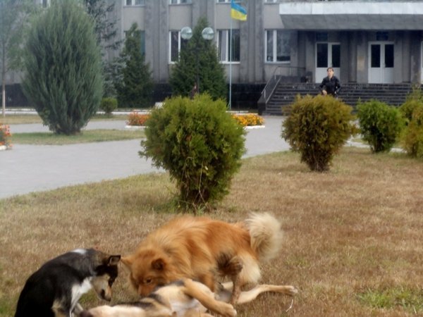 На Волині дикі собаки нападають на людей. ФОТО