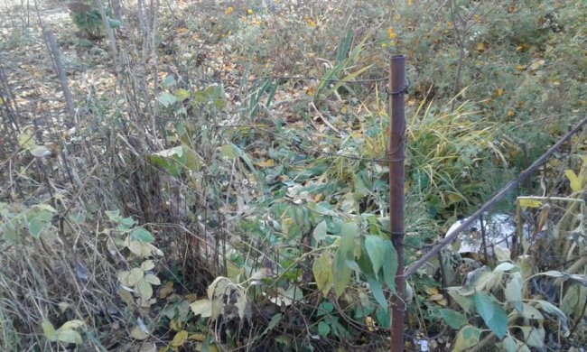 Луцькі муніципали  «борються» з незаконними огорожами