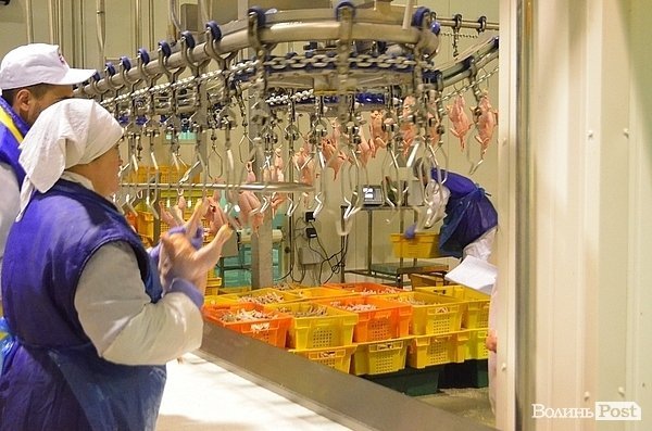 Чи їстимуть волинську курятину за  кордоном. ФОТО