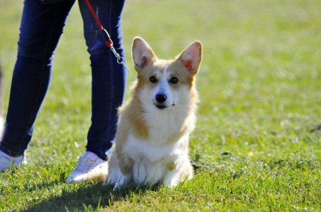 Луцький фотограф поділився світлинами з виставки собак