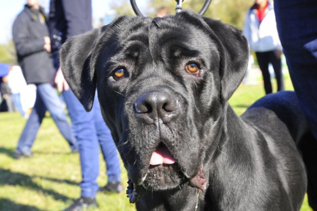 Луцький фотограф поділився світлинами з виставки собак