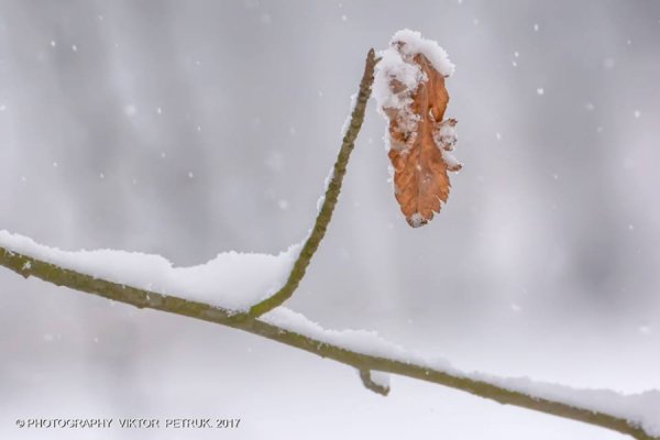 У мережі показали казковий луцький парк під снігом