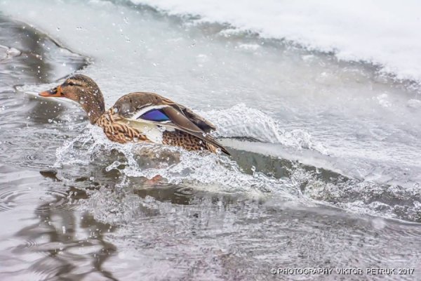 У мережі показали казковий луцький парк під снігом