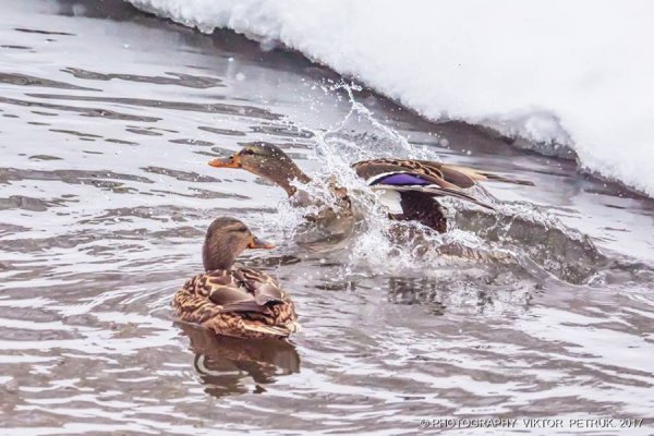 У мережі показали казковий луцький парк під снігом
