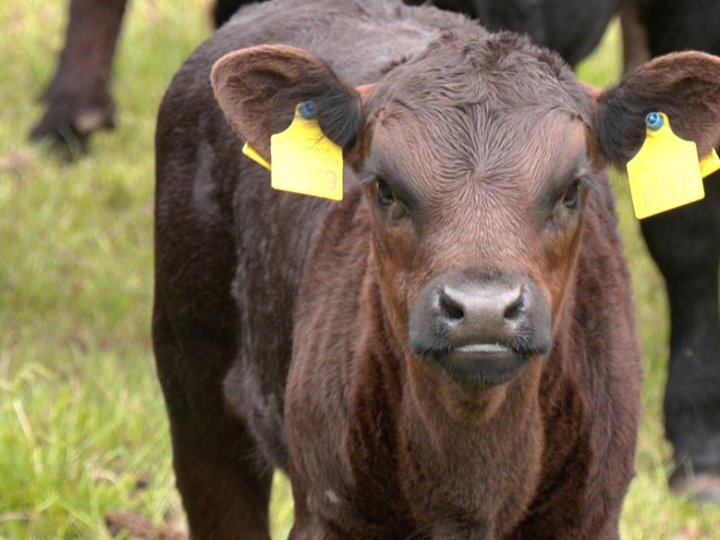 7000 гривень за корову і 2000 гривень за вівцю: як волинянам отримати дотацію від держави