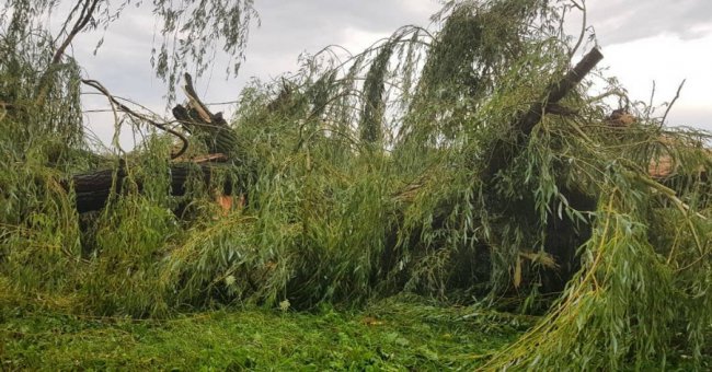 Негода повалила дерева у місті на Волині. ФОТО