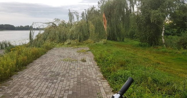 Негода повалила дерева у місті на Волині. ФОТО