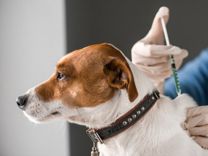 На Волині не планують відстрілу диких тварин