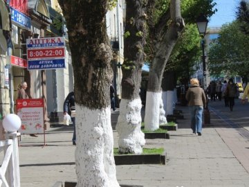 Дідівський метод: у луцькій громаді – табу на побілку бордюрів і декоративних дерев 