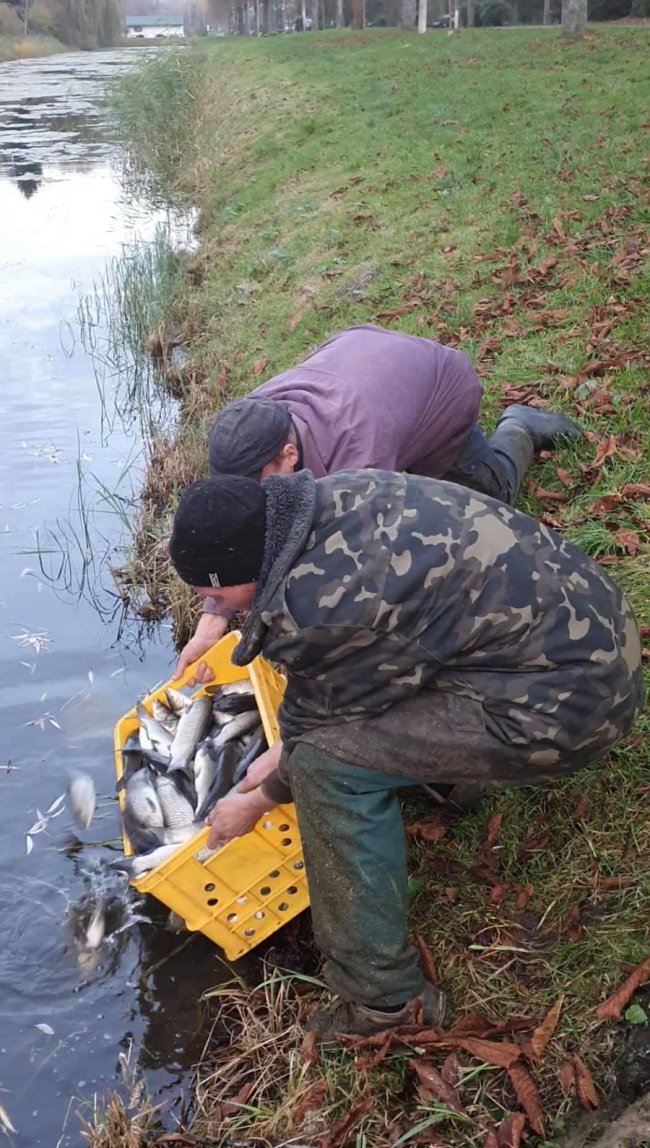 В канали у луцькому парку випустили 600 кілограмів білого амура