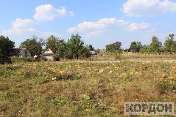 На Волині набуває популярності гарбузовий бізнес. ФОТО