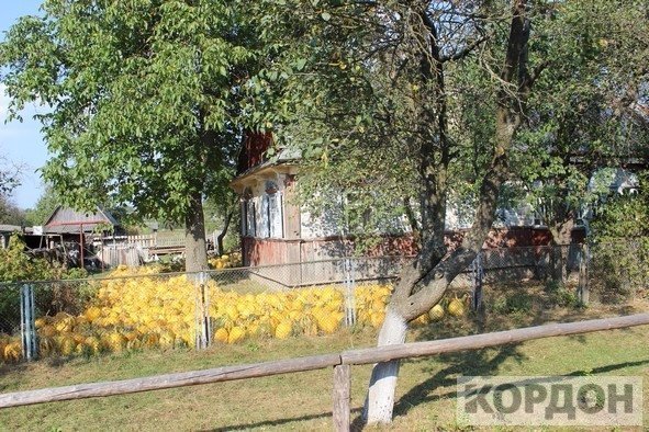 На Волині набуває популярності гарбузовий бізнес. ФОТО