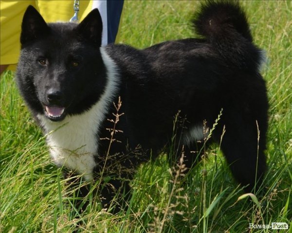 У Луцьку ‒ виставка мисливських собак. ФОТО 