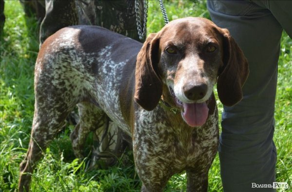 У Луцьку ‒ виставка мисливських собак. ФОТО 