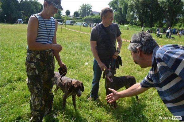 У Луцьку ‒ виставка мисливських собак. ФОТО 