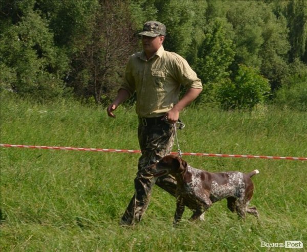 У Луцьку ‒ виставка мисливських собак. ФОТО 