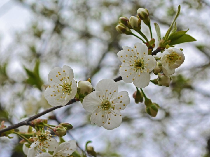 Якою буде погода у Луцьку в понеділок, 28 квітня