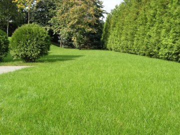 Озеленення Луцька обійдеться у 6 мільйонів