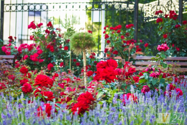 Рожеві, білі і червоні: у центрі Луцька зацвів трояндовий сад