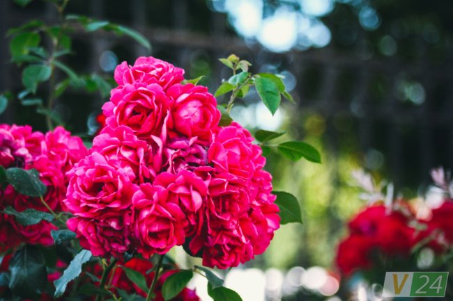 Рожеві, білі і червоні: у центрі Луцька зацвів трояндовий сад