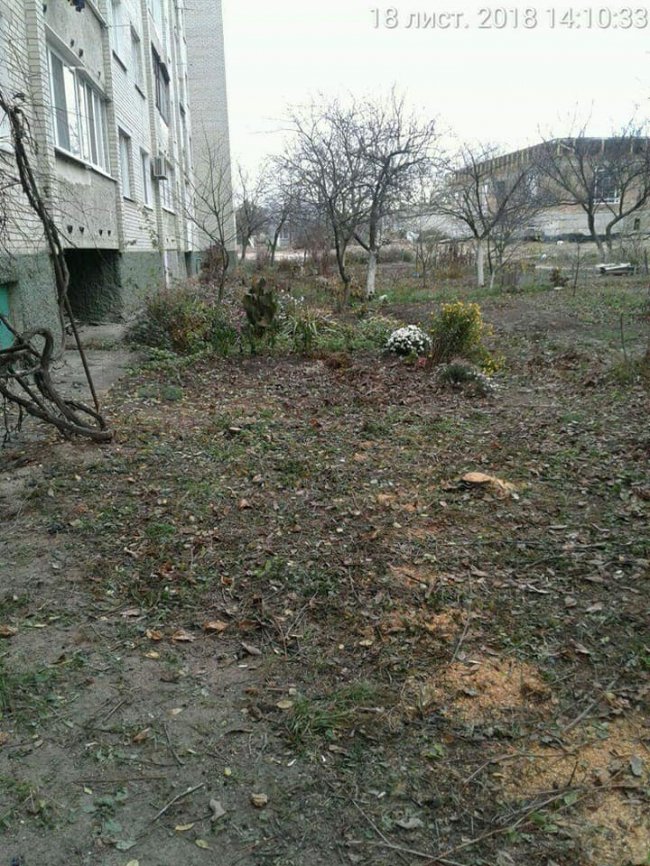 У Луцьку люди незаконно зрізали дерева. ФОТО