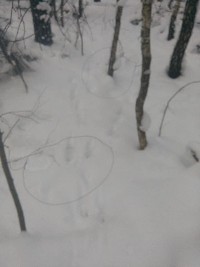 У волинському лісі орудував браконьєр. ФОТО