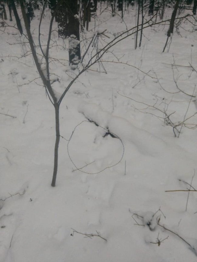 У волинському лісі орудував браконьєр. ФОТО