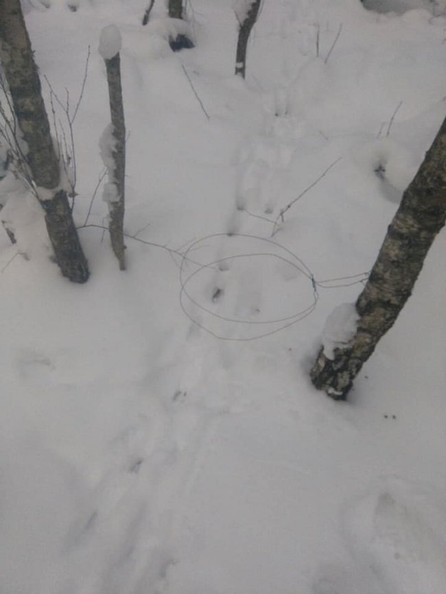 У волинському лісі орудував браконьєр. ФОТО