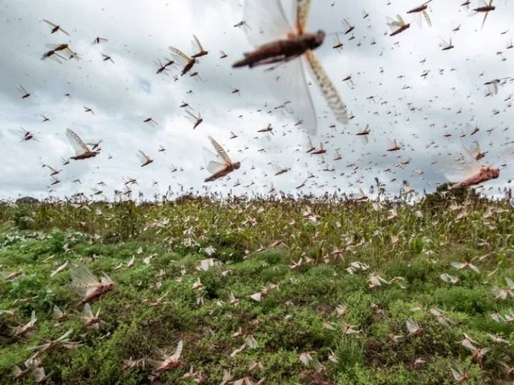Через загрозу нашестя сарани на Волині працюватиме «гаряча лінія»
