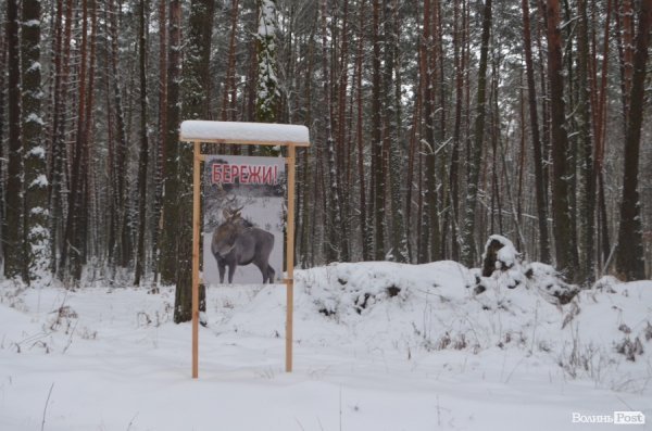 Вполювати оленя на Волині коштує більше двох тисяч гривень. ФОТО
