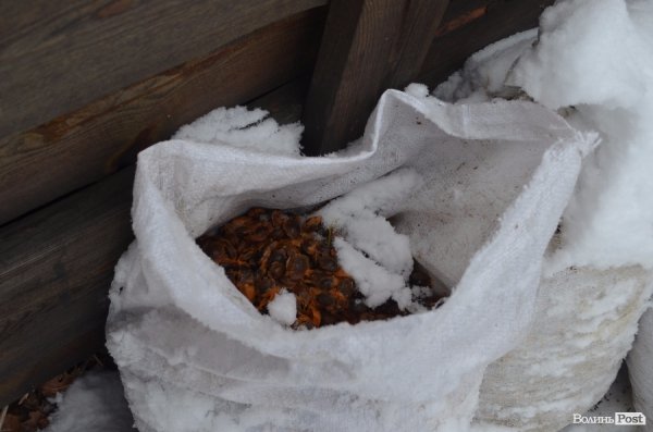 Вполювати оленя на Волині коштує більше двох тисяч гривень. ФОТО