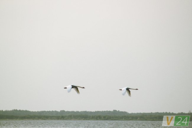 Пернаті туристи Шацьких озер. ФОТО