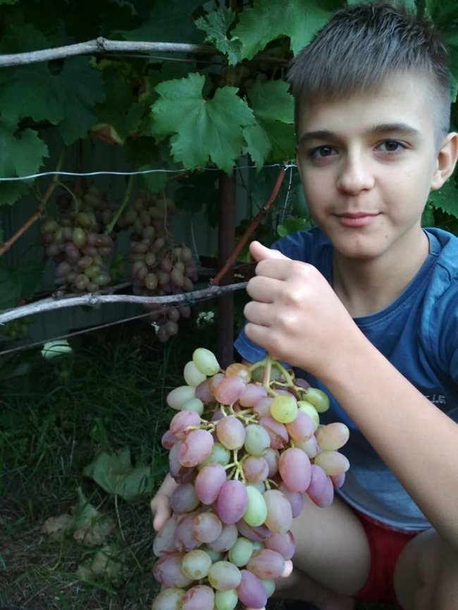 Садівник з Волині вирощує виноград, фісташки і пасифлору 