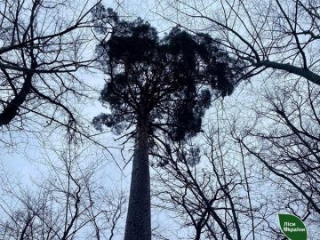 На Волині у лісі загинув 21-річний хлопець, який заготовляв дрова: деталі трагедії