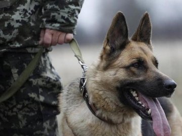 На волинській митниці будуть собаки, які виявляють бурштин